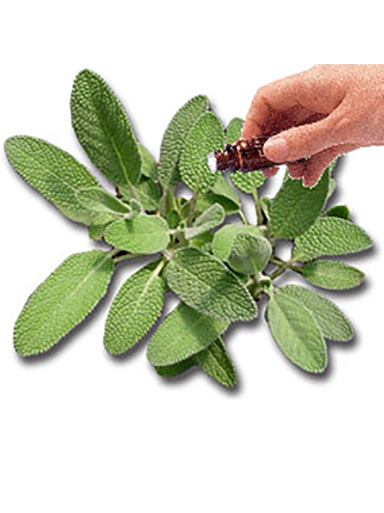 Sage Essential Oil