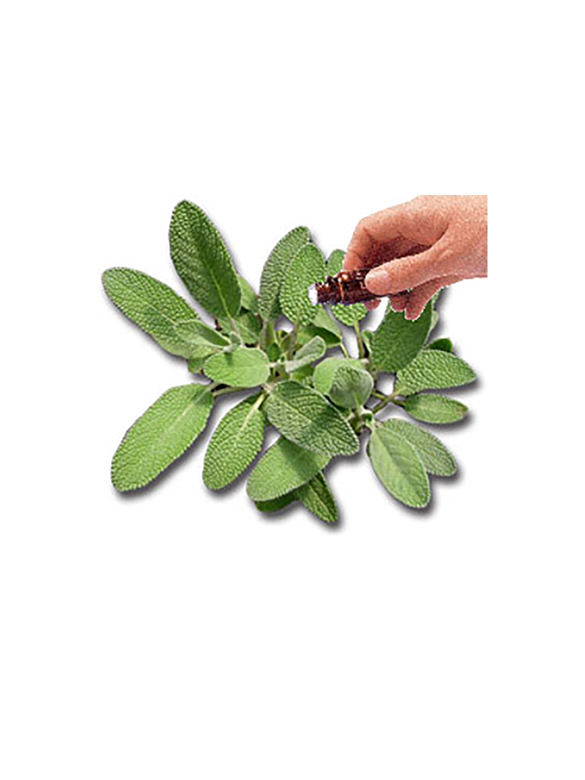 Sage Essential Oil