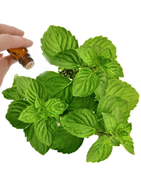 Spearmint Essential Oil