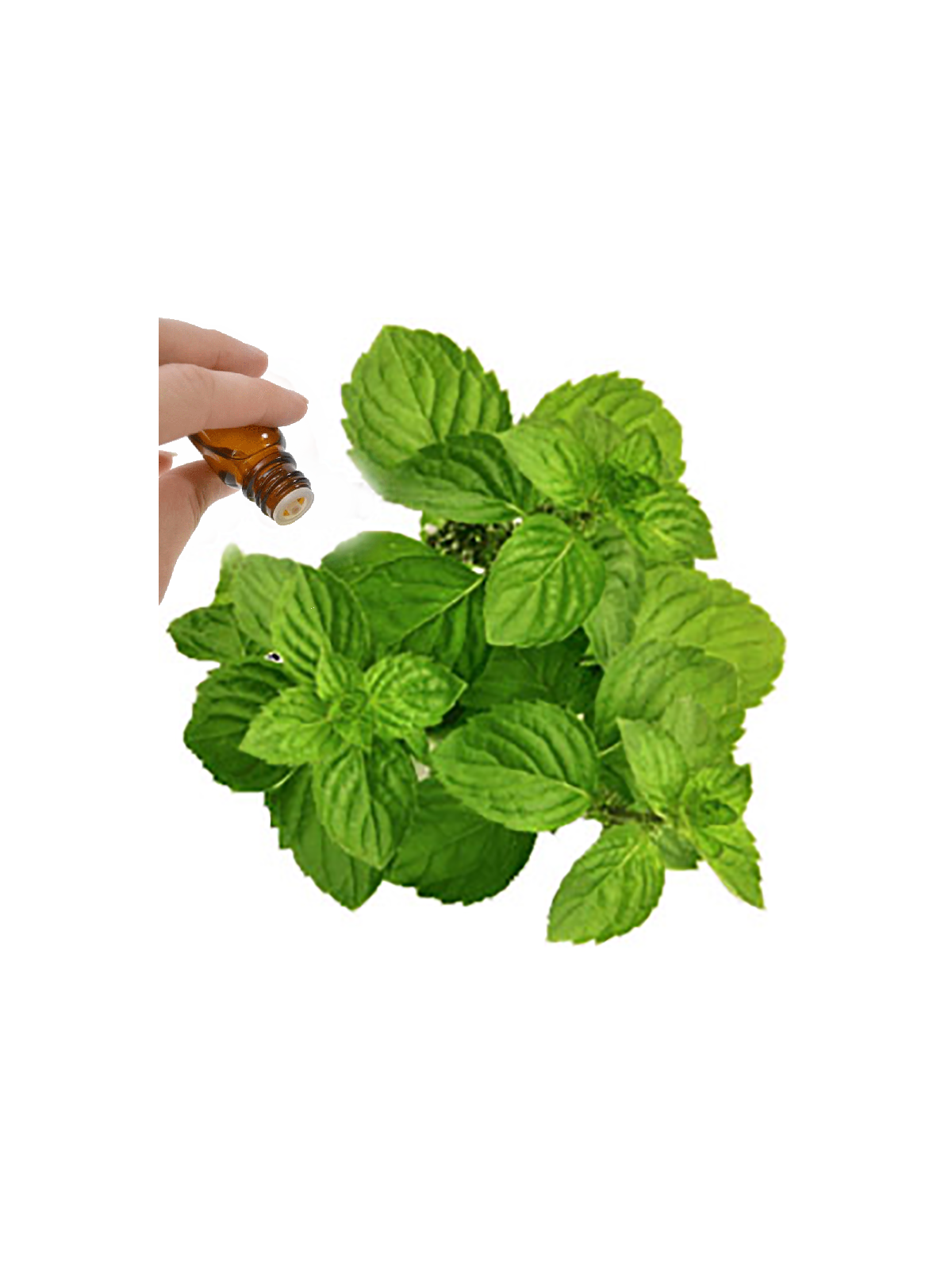 Spearmint Essential Oil