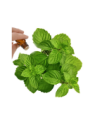 Spearmint Essential Oil