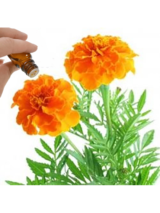 Tagetes Essential Oil