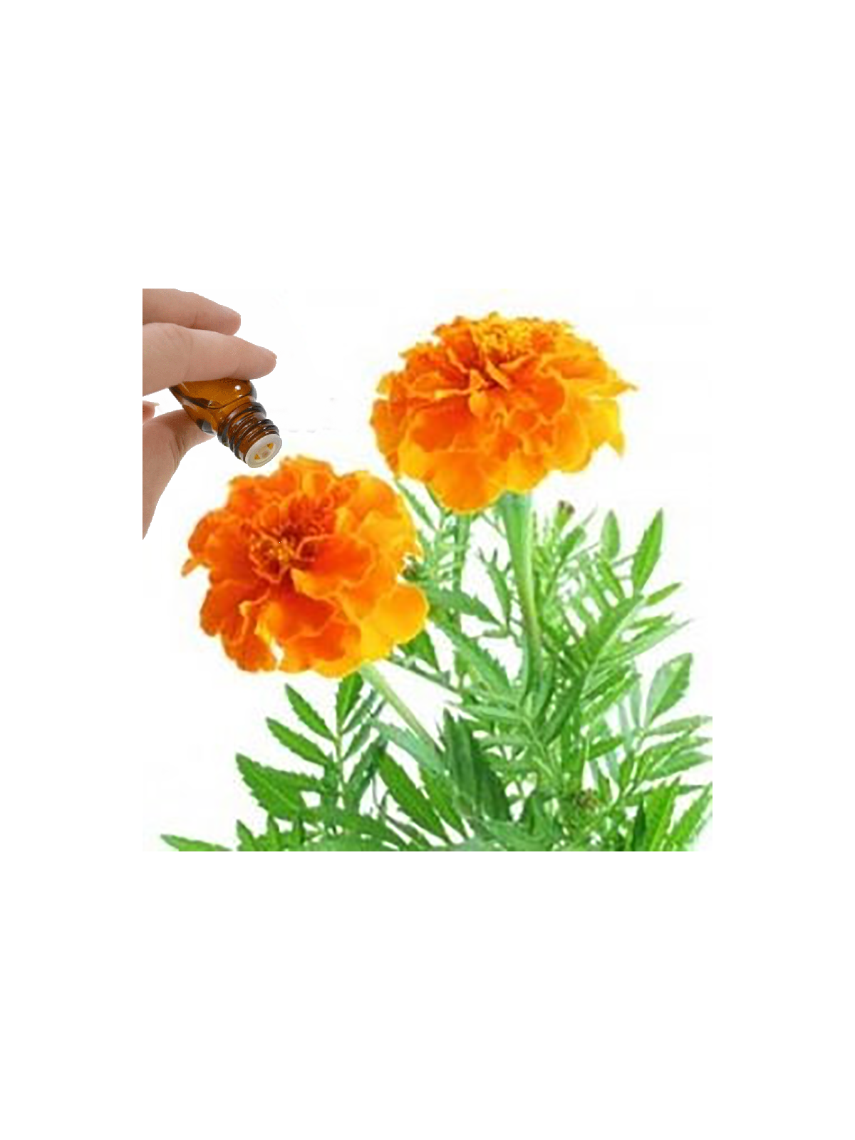 Tagetes Essential Oil