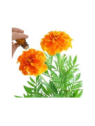 Tagetes Essential Oil