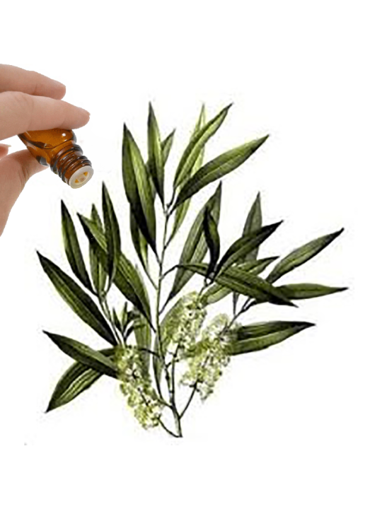 Tea Tree Essential Oil