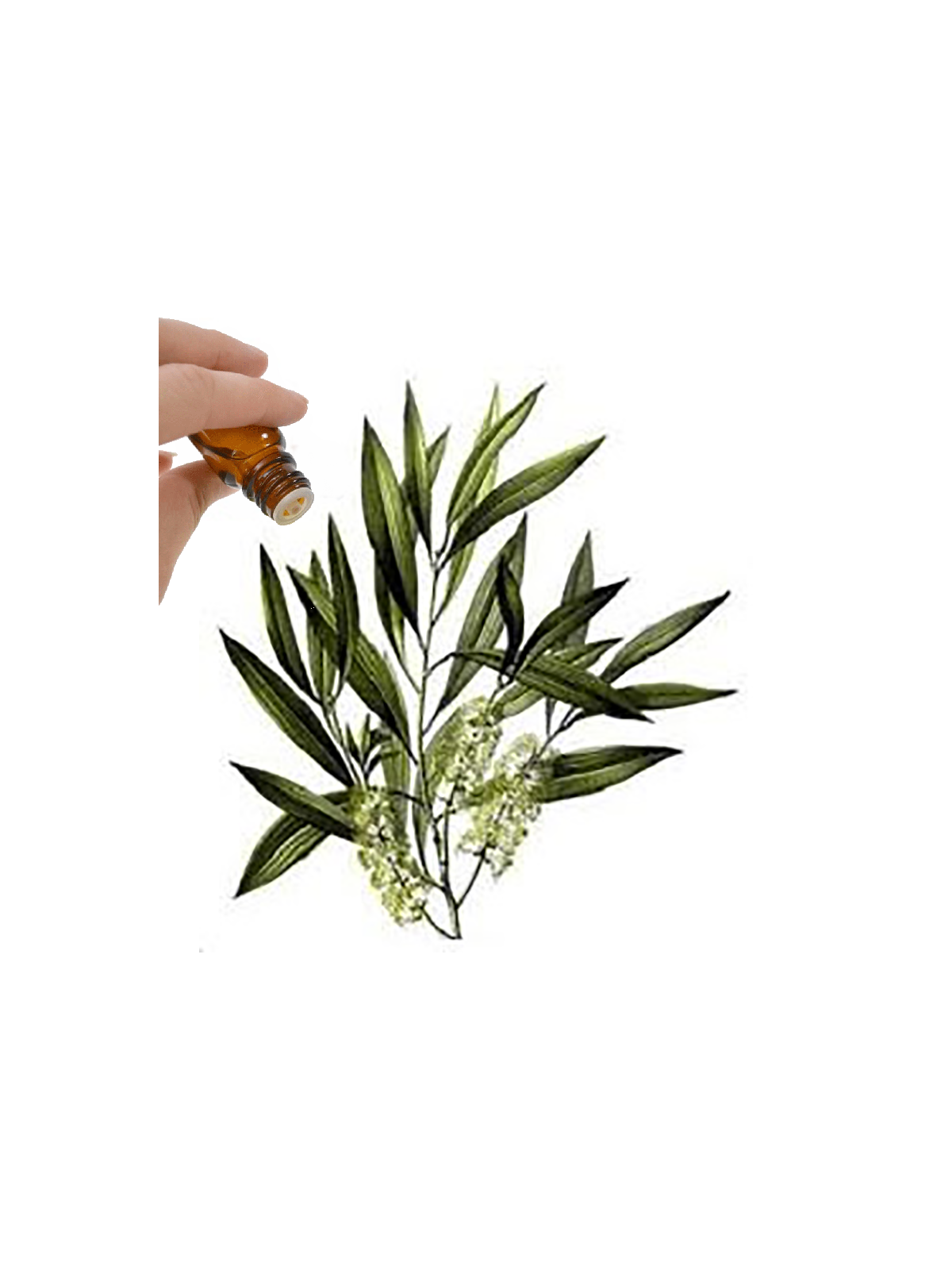 Tea Tree Essential Oil