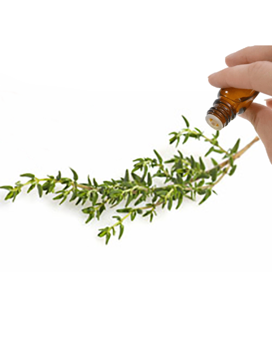 Thyme (Linalol)  Essential Oil