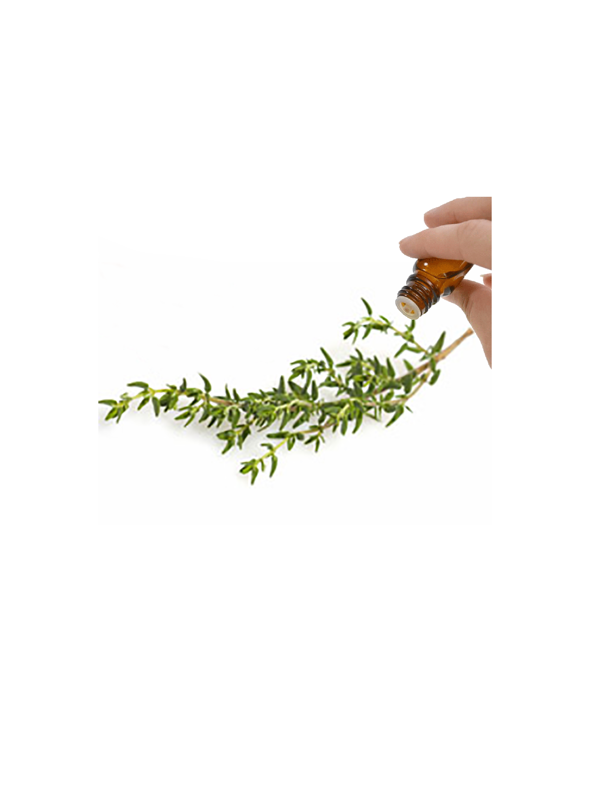 Thyme (Linalol)  Essential Oil