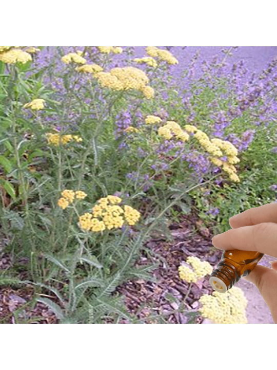 Yarrow Essential Oil