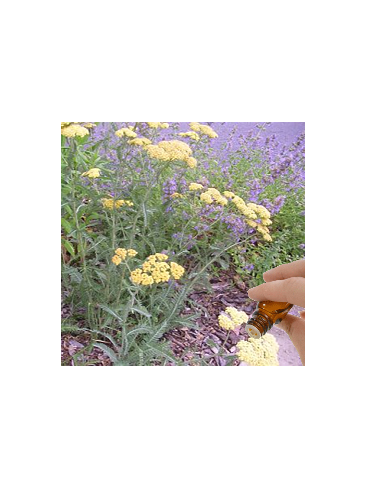 Yarrow (Achillea millefolium) Essential Oil | Denise Brown