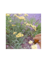 Yarrow (Achillea millefolium) Essential Oil | Denise Brown