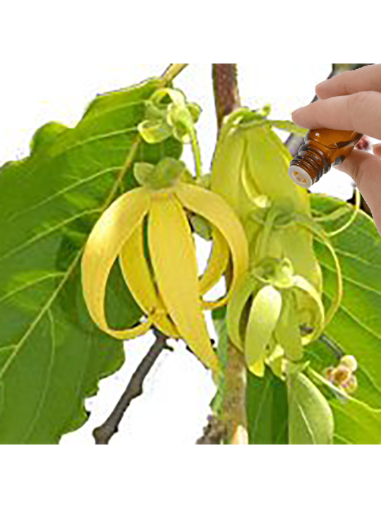 Ylang Ylang III Essential Oil