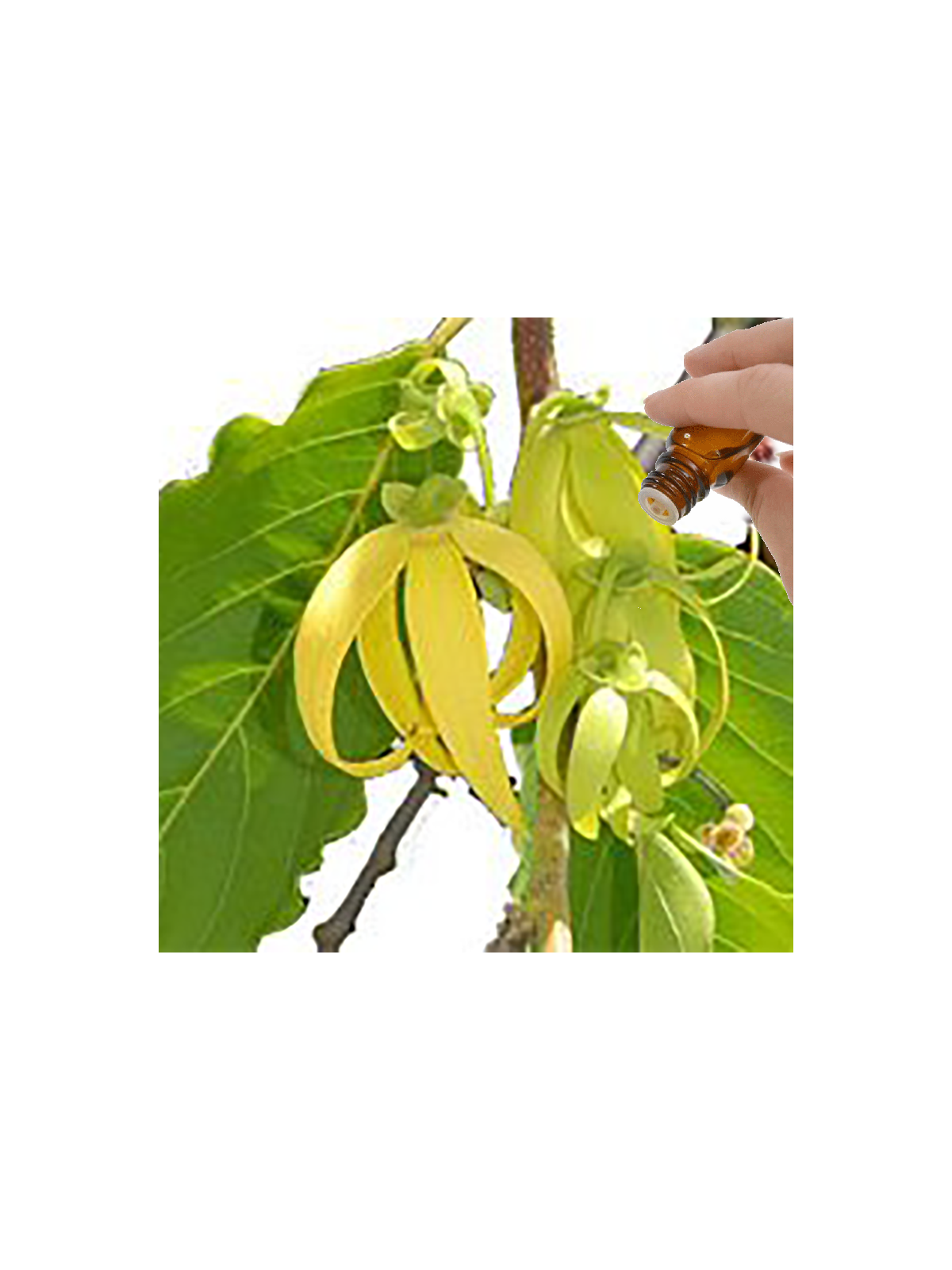 Ylang Ylang III Essential Oil