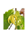 Ylang Ylang III Essential Oil