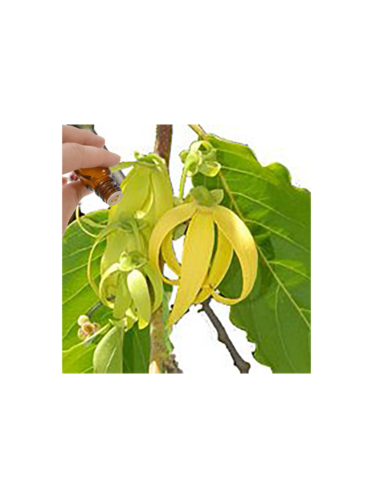 Ylang Ylang Extra (Cananga odorata) Essential Oil | Denise Brown