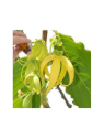 Ylang Ylang Extra Essential Oil