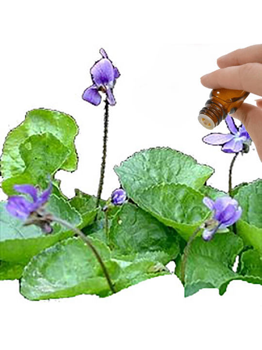 Violet Leaf Absolute Essential Oil