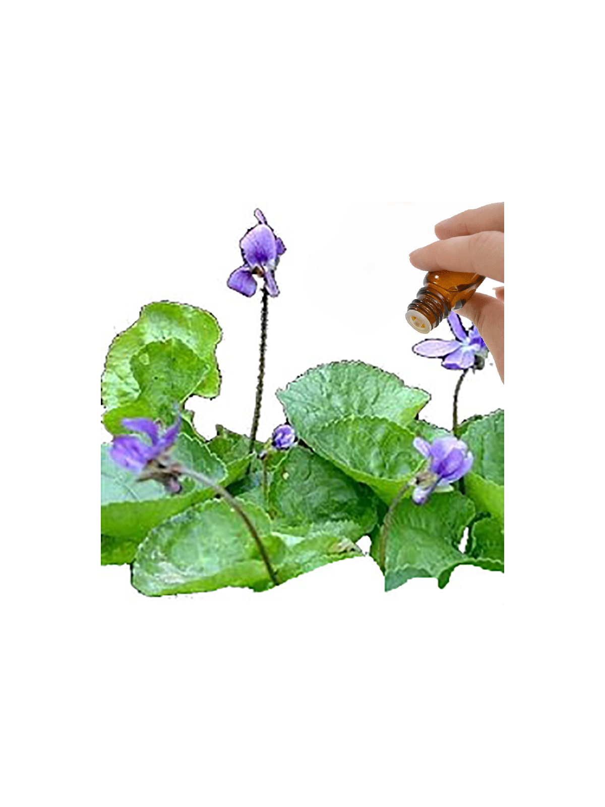 Violet Leaf Absolute Essential Oil