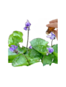 Violet Leaf Absolute Essential Oil