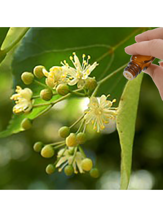 Linden Blossom Absolute Essential Oil