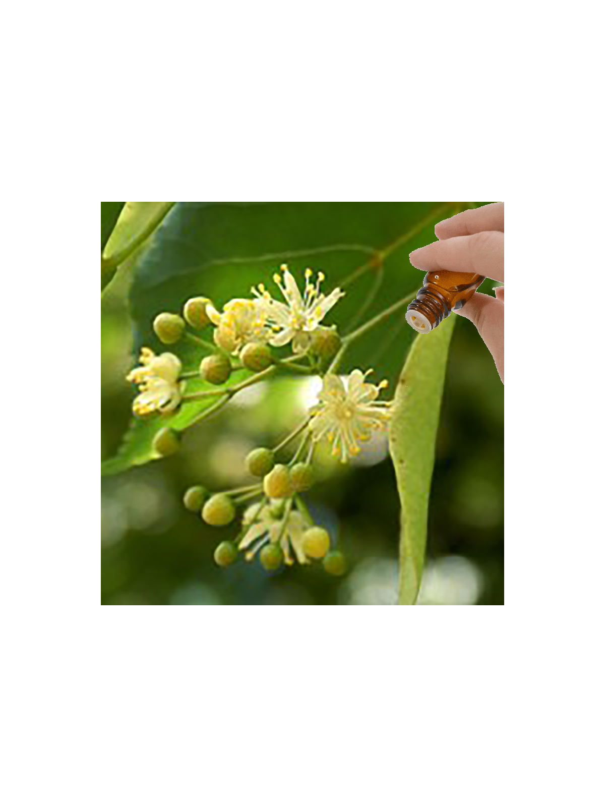 Linden Blossom Absolute Essential Oil