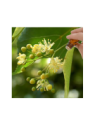 Linden Blossom Absolute Essential Oil