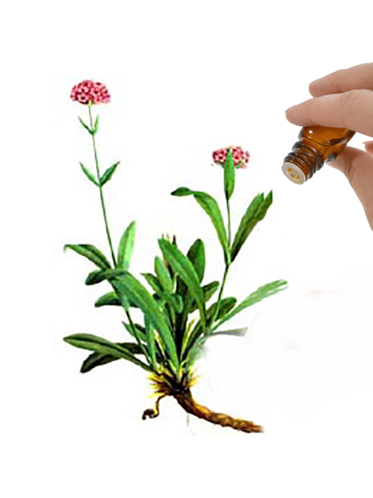 Spikenard  Essential Oil