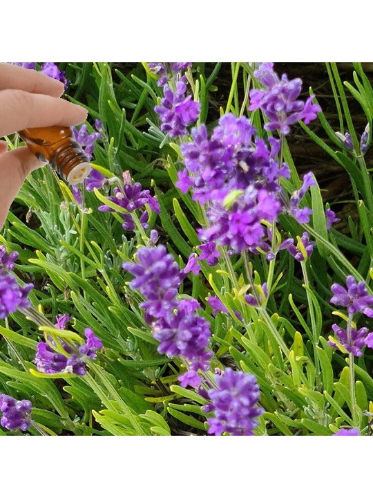 Lavender Essential Oil (Lavandula vera) | Denise Brown