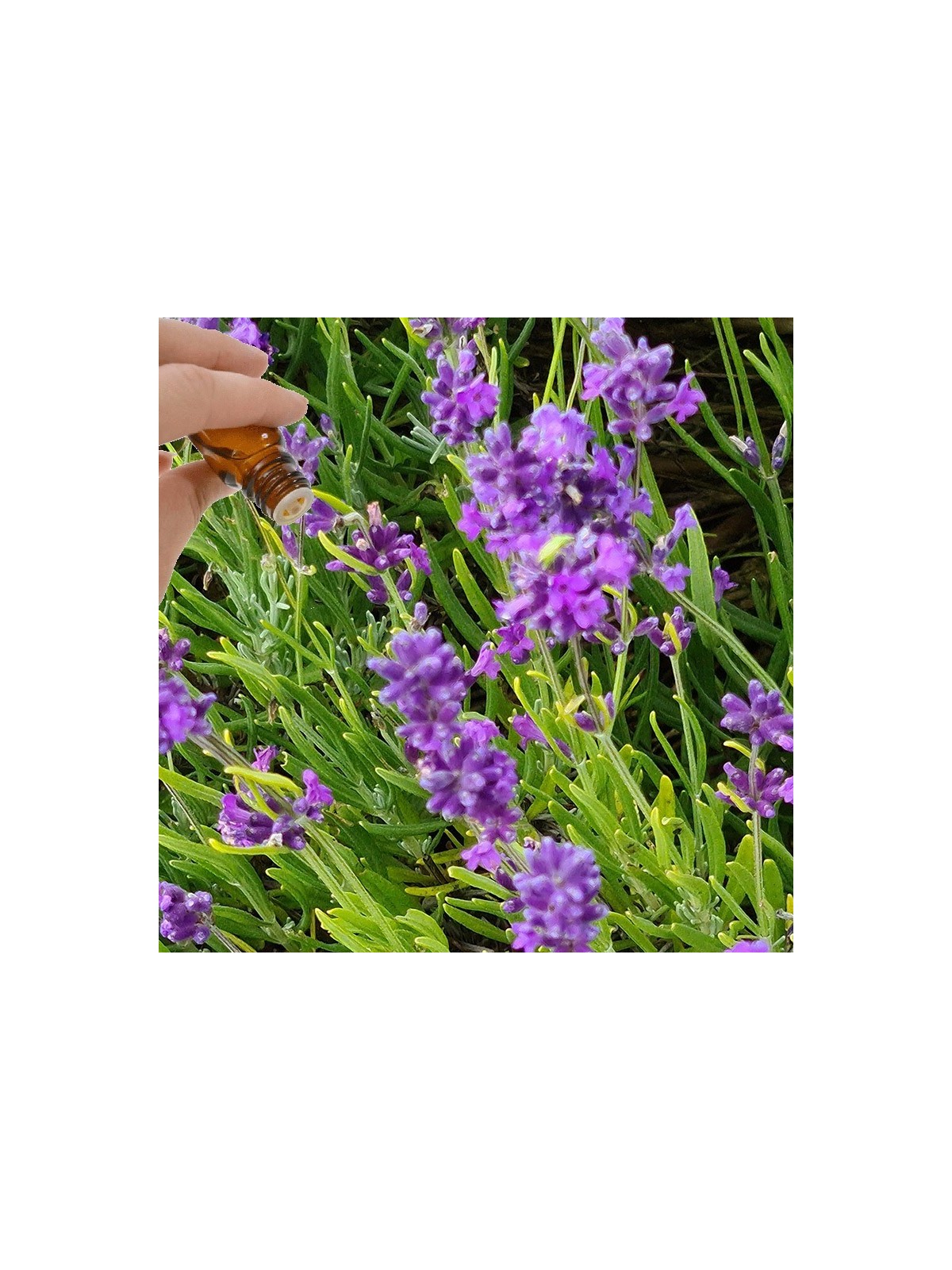 Lavender Essential Oil (Lavandula vera) | Denise Brown