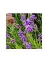 Lavender Essential Oil (Lavandula vera) | Denise Brown