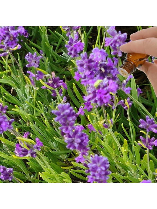 Lavender (High Altitude) Essential Oil