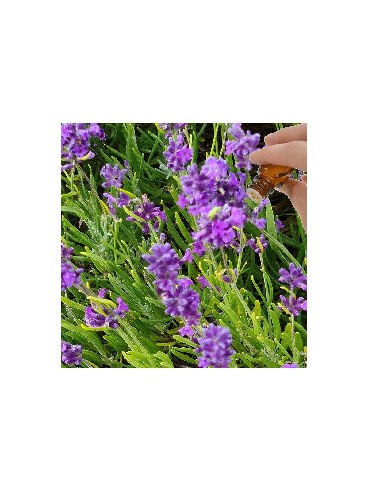 Lavender (High Altitude) Essential Oil