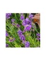 Lavender (High Altitude) Essential Oil