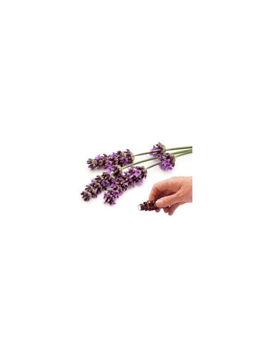 Lavender (High Altitude) Essential Oil