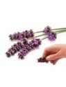 Lavender (High Altitude) Essential Oil