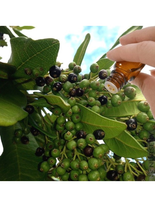 Allspice / Pimento Berry (Pimenta officinalis) Essential Oil