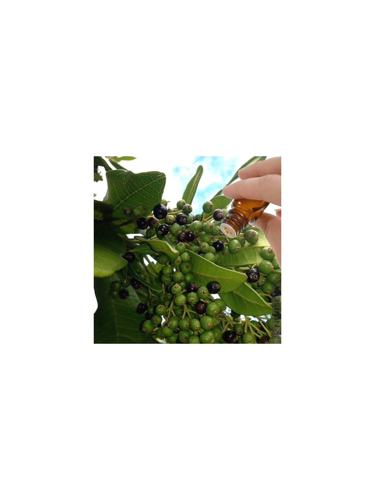 Allspice / Pimento Berry (Pimenta officinalis) Essential Oil