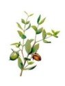 Golden Jojoba Oil