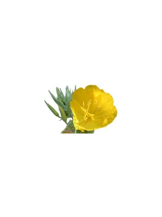 Evening Primrose Oil