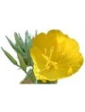 Evening Primrose Oil