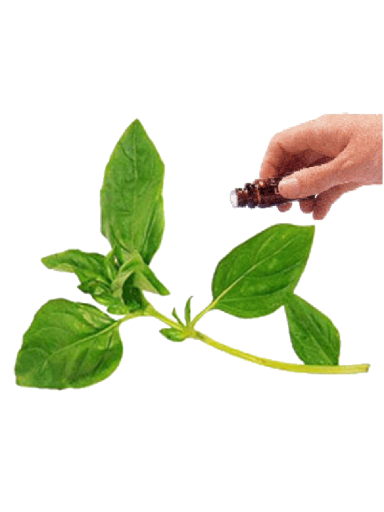 Basil essential oil