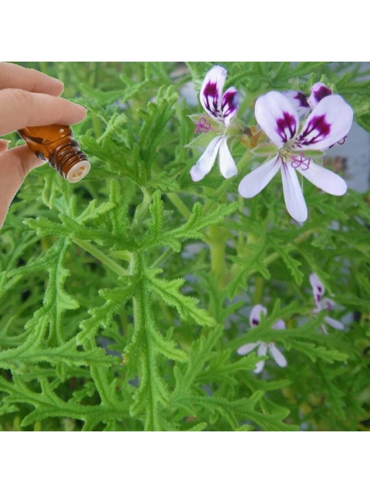 Rose Geranium (10mls) essential oil