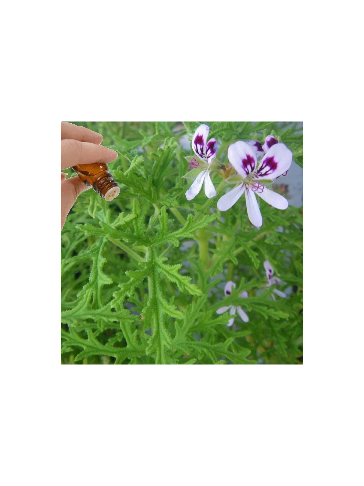 Rose Geranium (10mls) essential oil