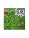 Rose Geranium (10mls) essential oil