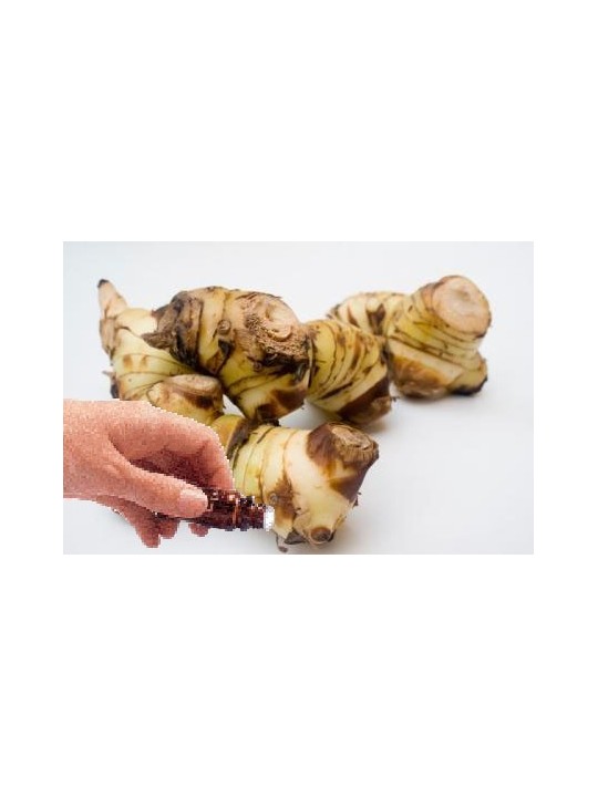 Galangal Root Essential Oil