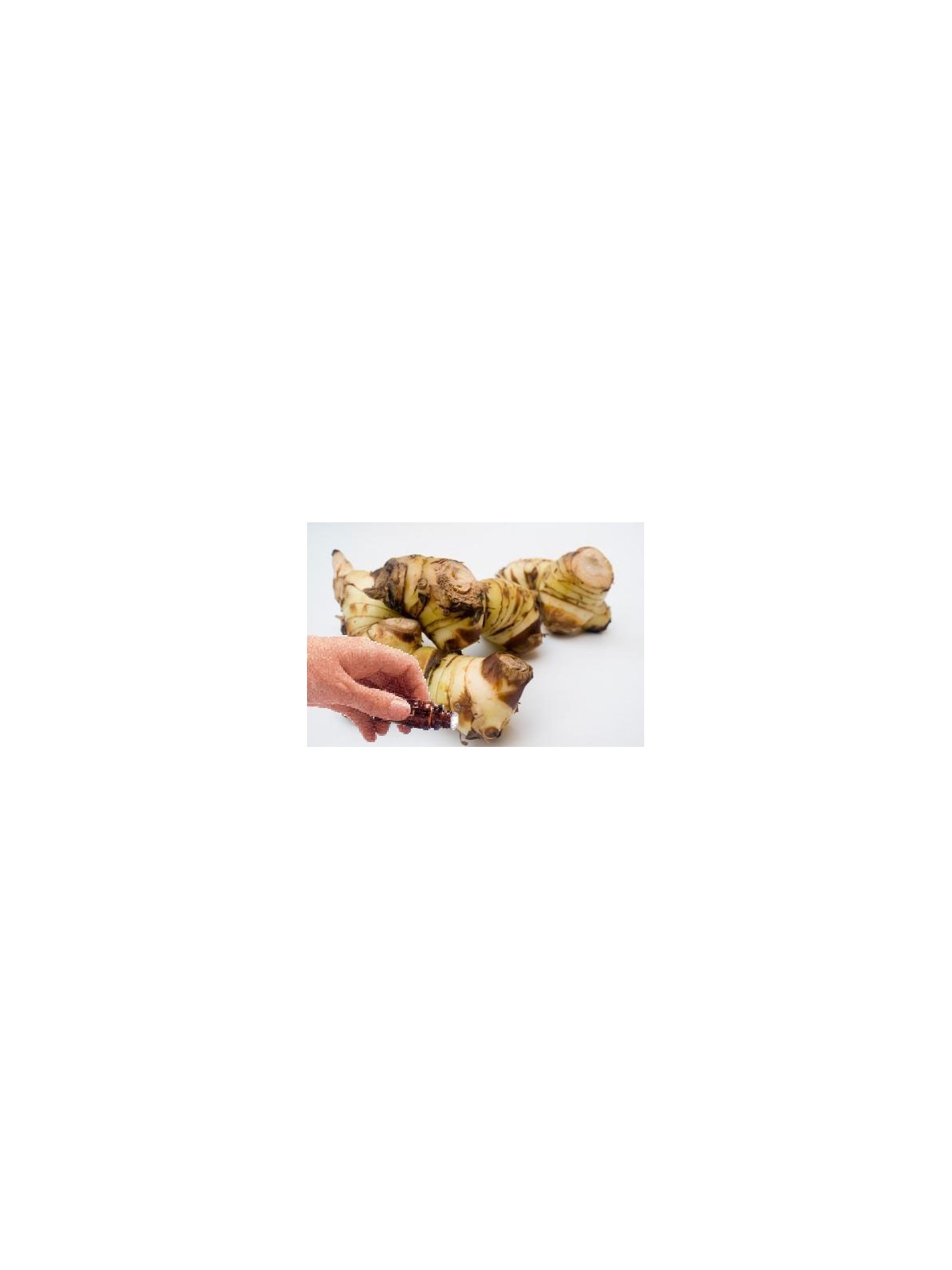 Galangal Root Essential Oil