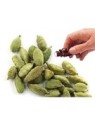 Cardamom Seed essential oil