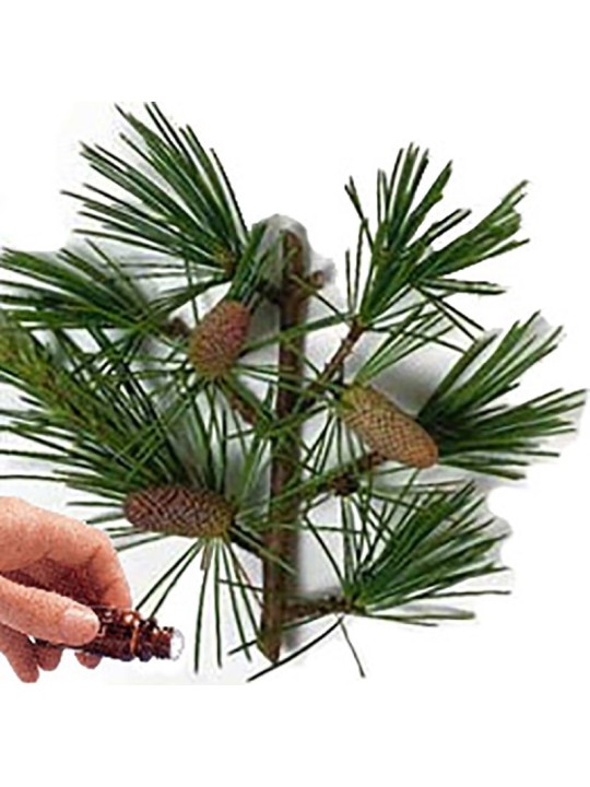 Cedarwood (Atlas) Essential Oil