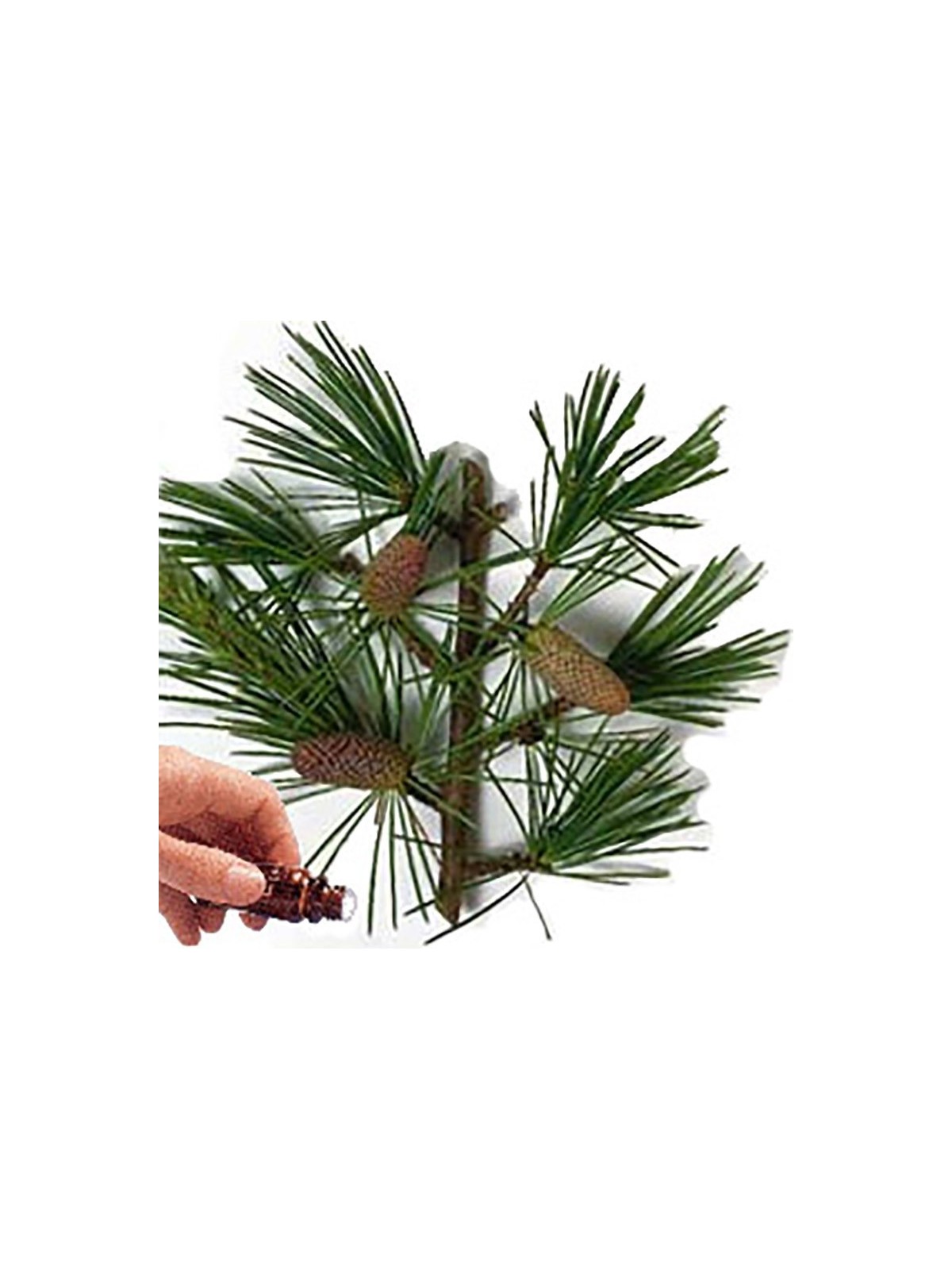 Cedarwood (Atlas) Essential Oil