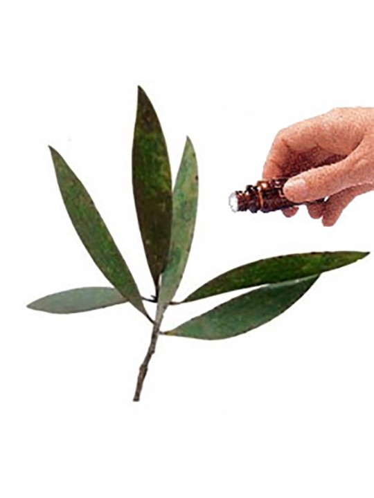 Cajeput essential oil